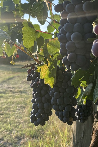 AUTHENTIC SLOW LIVING